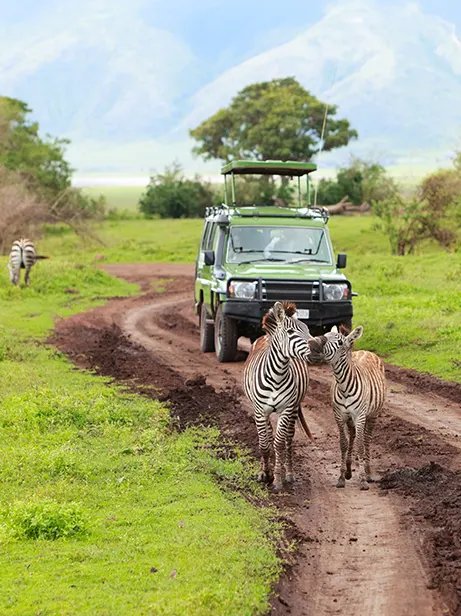 Envie d'un safari en Afrique ?